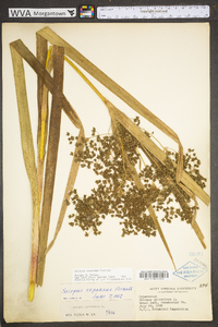 Scirpus expansus image