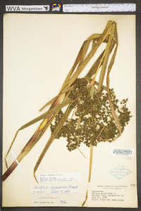 Scirpus expansus image