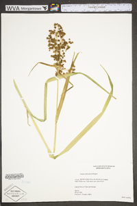 Scirpus expansus image