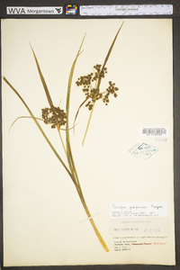 Scirpus georgianus image