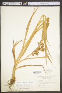 Scirpus georgianus image