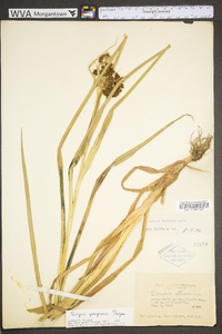 Scirpus georgianus image