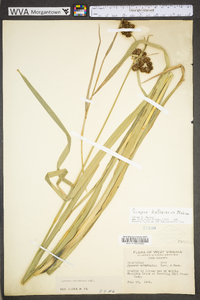 Scirpus hattorianus image