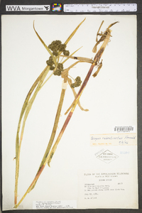 Scirpus microcarpus image