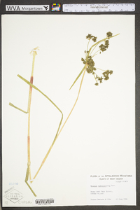 Scirpus microcarpus image