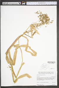 Scirpus microcarpus image