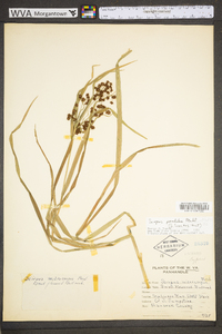 Scirpus pendulus image