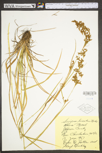 Scirpus pendulus image