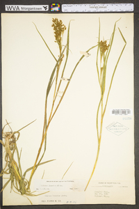 Scirpus pendulus image