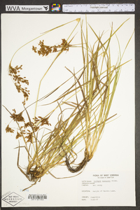 Scirpus pendulus image