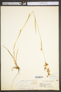 Scirpus pendulus image