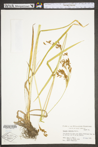 Scirpus pendulus image