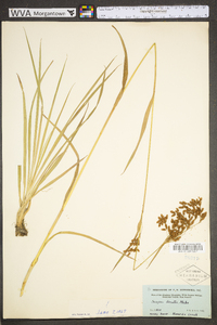 Scirpus pendulus image