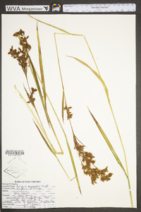 Scirpus pendulus image