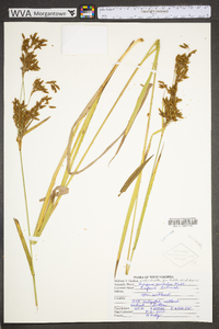 Scirpus pendulus image