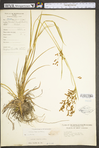 Scirpus pendulus image