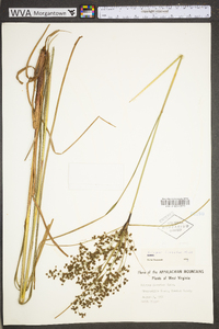 Scirpus pendulus image