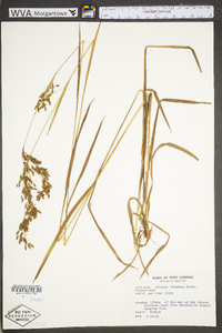 Scirpus pendulus image