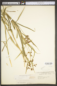 Scirpus polyphyllus image