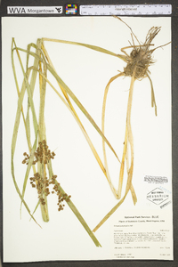 Scirpus polyphyllus image