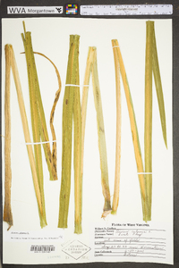 Acorus calamus image