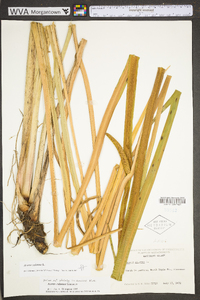 Acorus calamus image