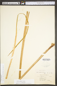 Acorus calamus image