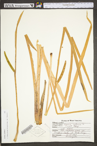 Acorus calamus image