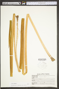 Acorus calamus image