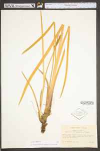 Acorus calamus image