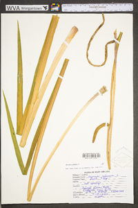 Acorus calamus image