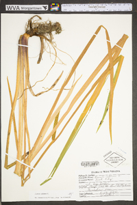 Acorus calamus image