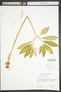 Arisaema dracontium image