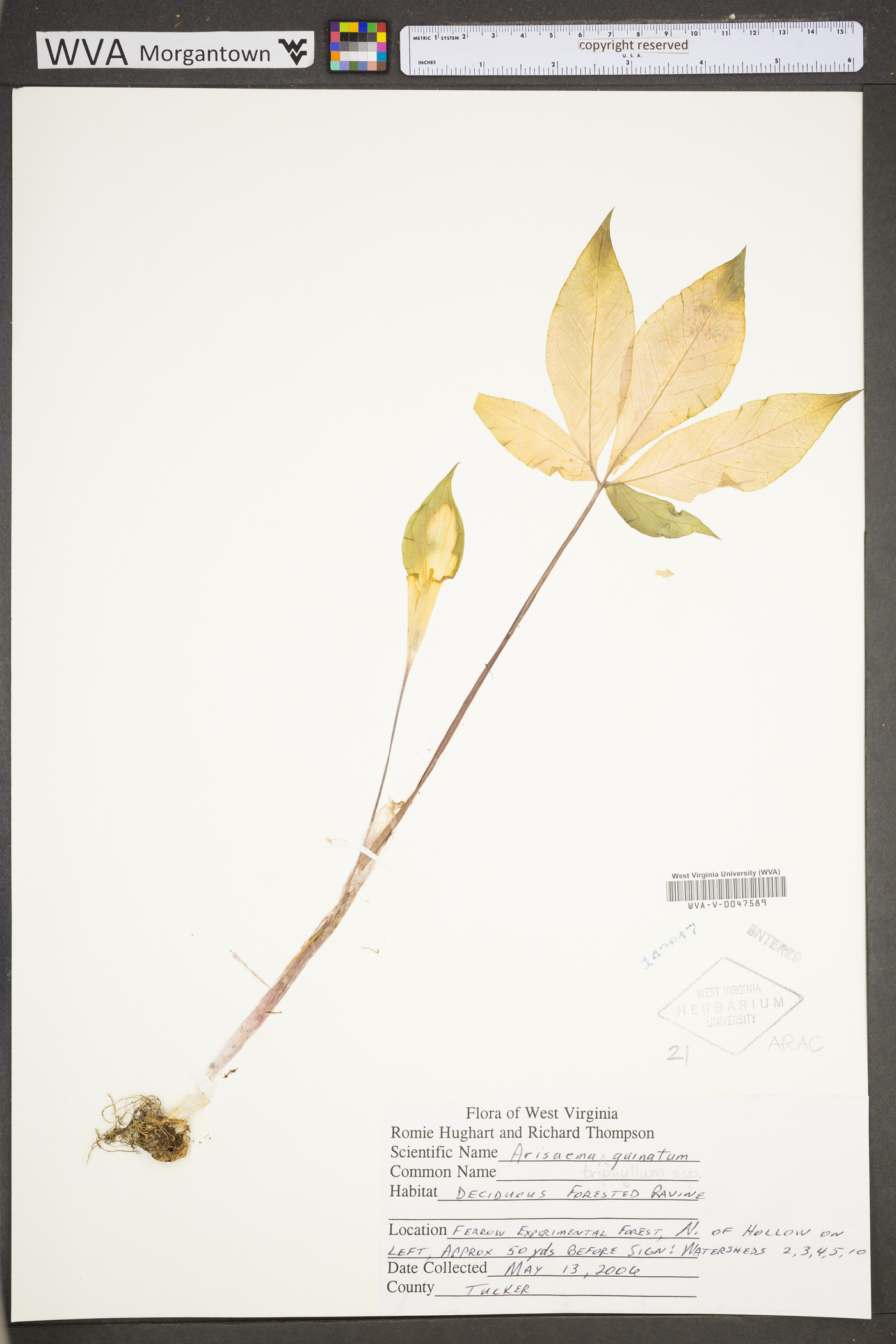 Arisaema triphyllum subsp. quinatum image