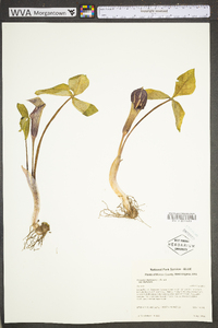 Arisaema triphyllum subsp. triphyllum image