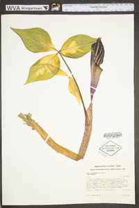 Arisaema triphyllum subsp. triphyllum image