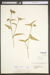 Commelina communis var. communis image