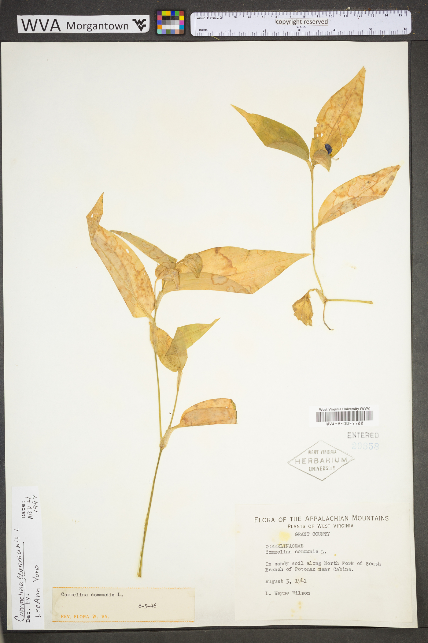 Commelina communis var. communis image