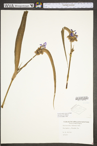 Tradescantia ohiensis image