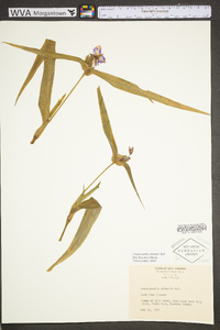 Tradescantia ohiensis image