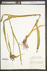 Tradescantia ohiensis image