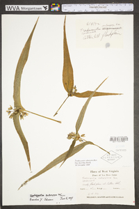 Tradescantia subaspera image