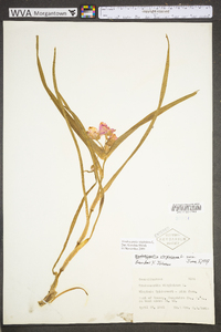 Tradescantia virginiana image