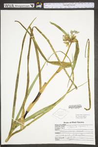 Tradescantia virginiana image