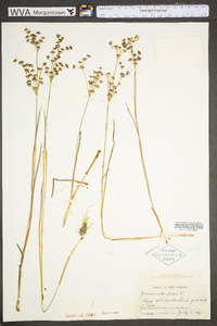 Juncus articulatus image