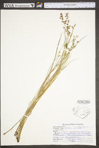 Juncus articulatus image