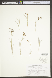 Juncus articulatus image