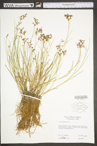 Juncus articulatus image