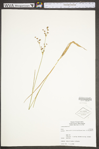 Juncus articulatus image