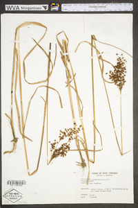 Juncus biflorus image